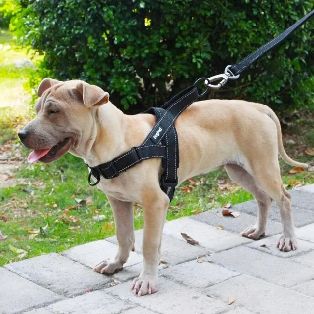 Leads - Harnesses - Collars