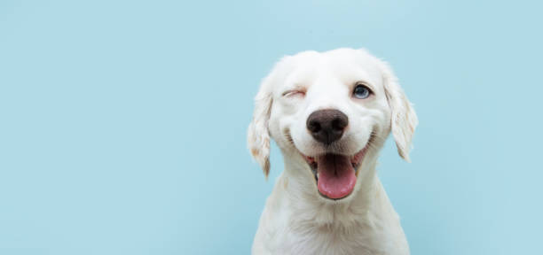 Spoil someone and their dog with a Gift Card